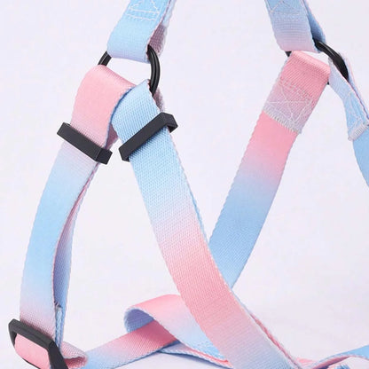 Colourful pet harness with leash