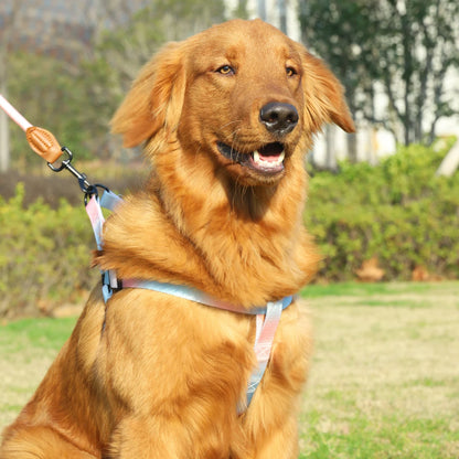 Colourful pet harness with leash